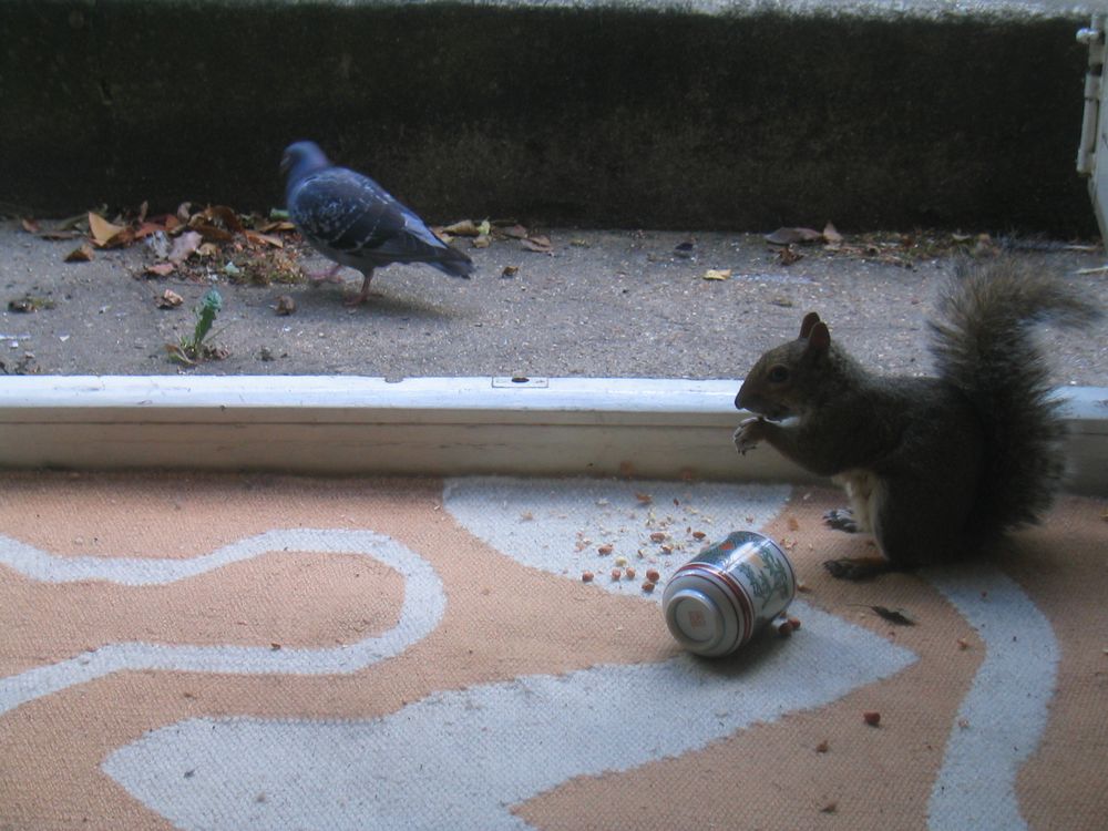 Nutty has the nuts, pigeon can wait outside